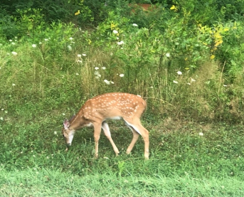 Shenandoah National Park