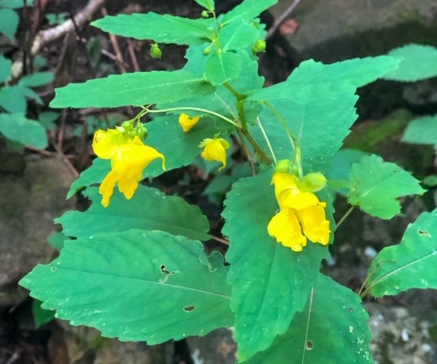 Shenandoah National Park