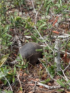 Armadillo